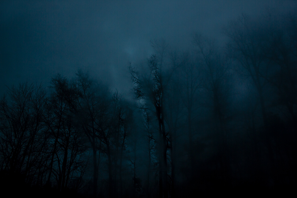 night-forest-3.jpg