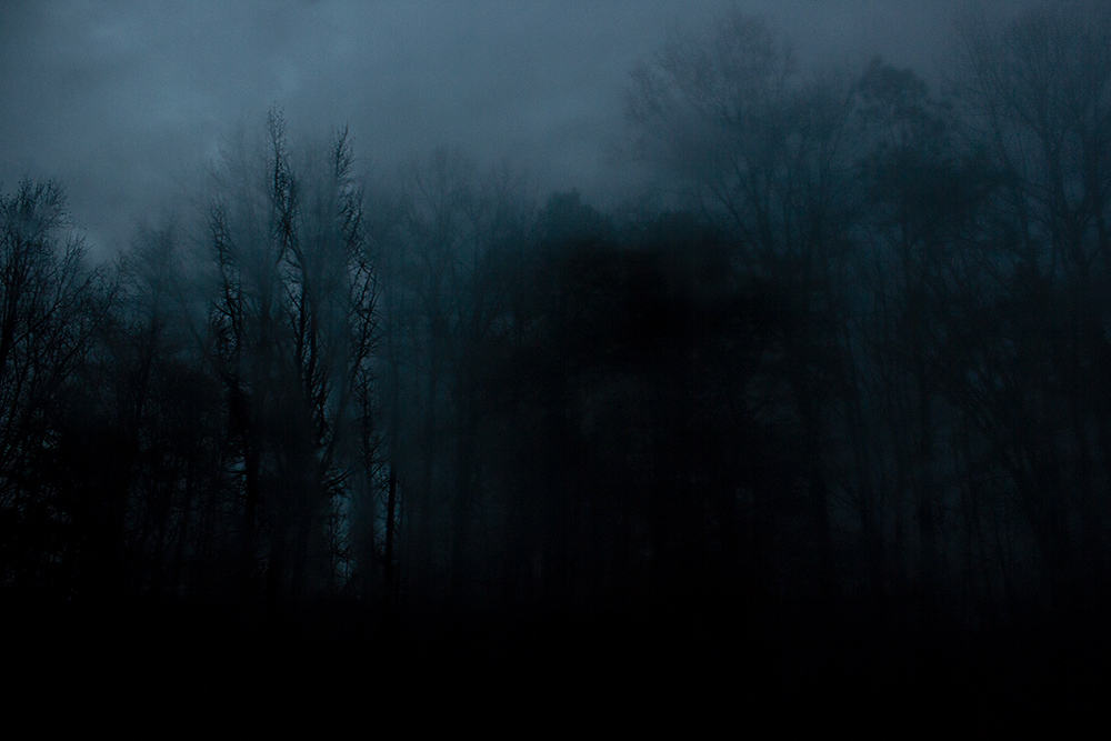 night-forest-5.jpg