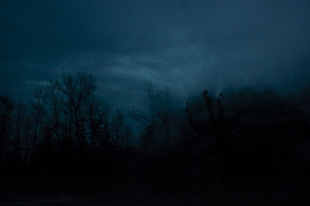 night-forest-8.jpg