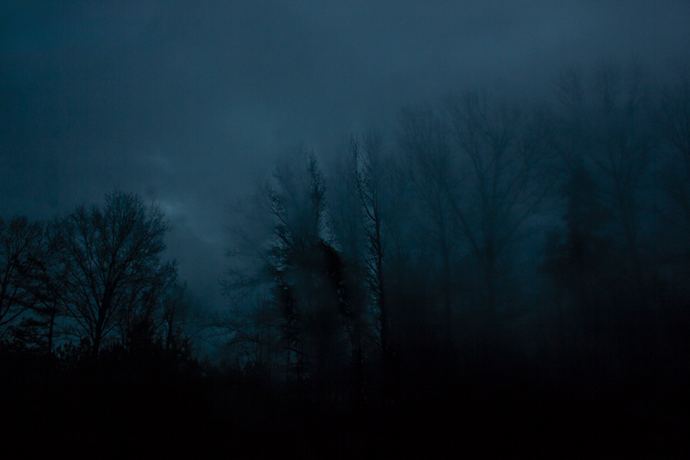 night-forest-11.jpg