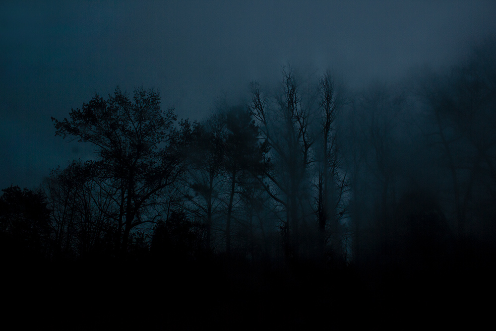 night-forest-12.jpg