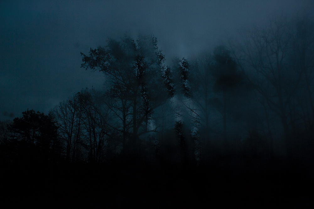 night-forest-13.jpg