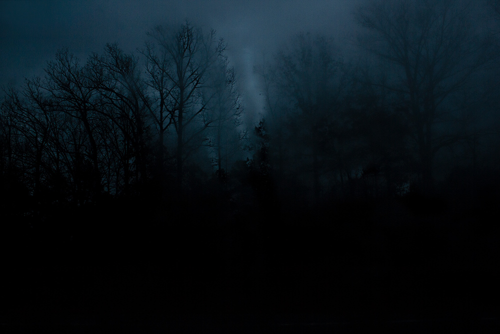 night-forest-14.jpg