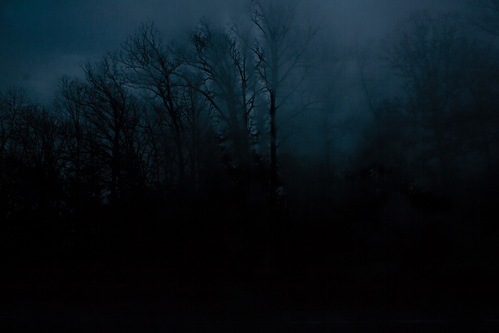 night-forest-15.jpg