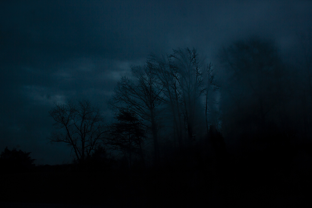 night-forest-17.jpg