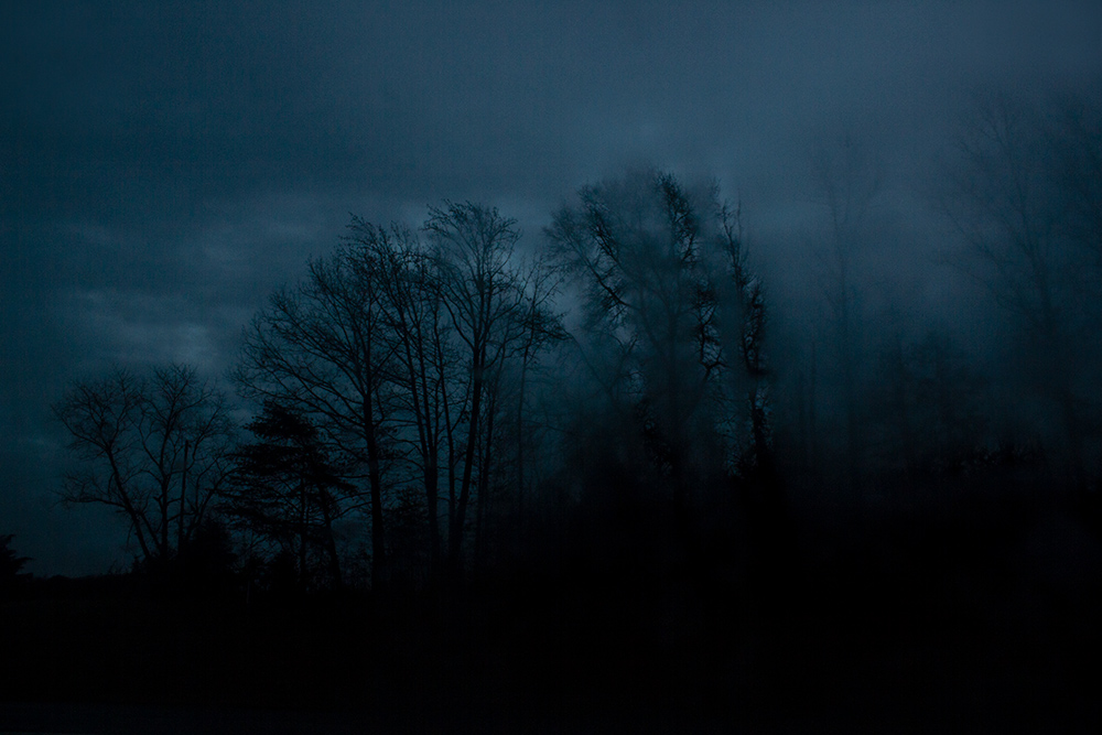night-forest-16.jpg