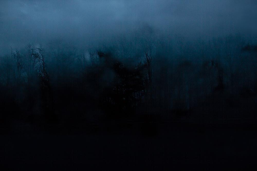 night-forest-21.jpg