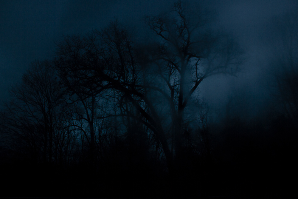 night-forest-23.jpg