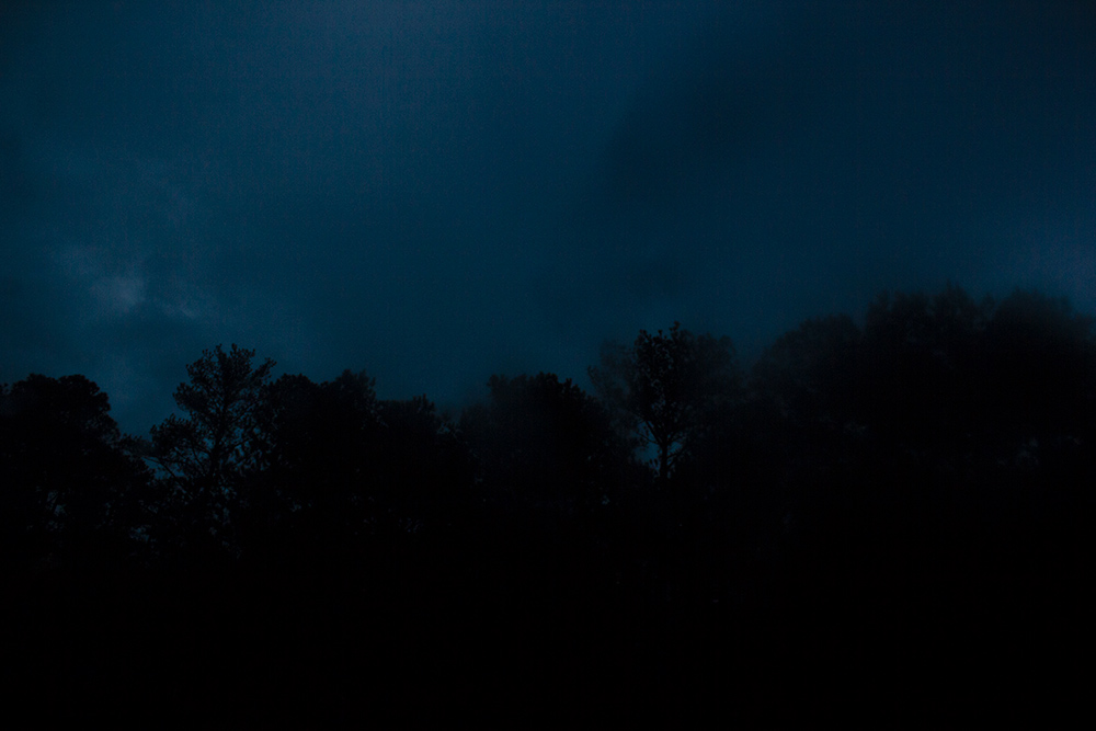 night-forest-26.jpg
