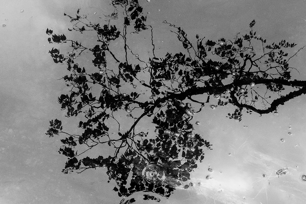 floating-tree-bw6.jpg
