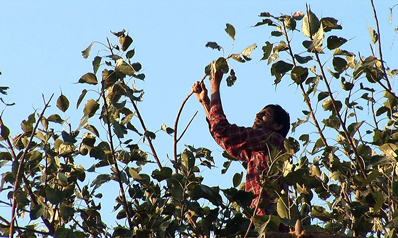 leaf_fall_work_1.jpg