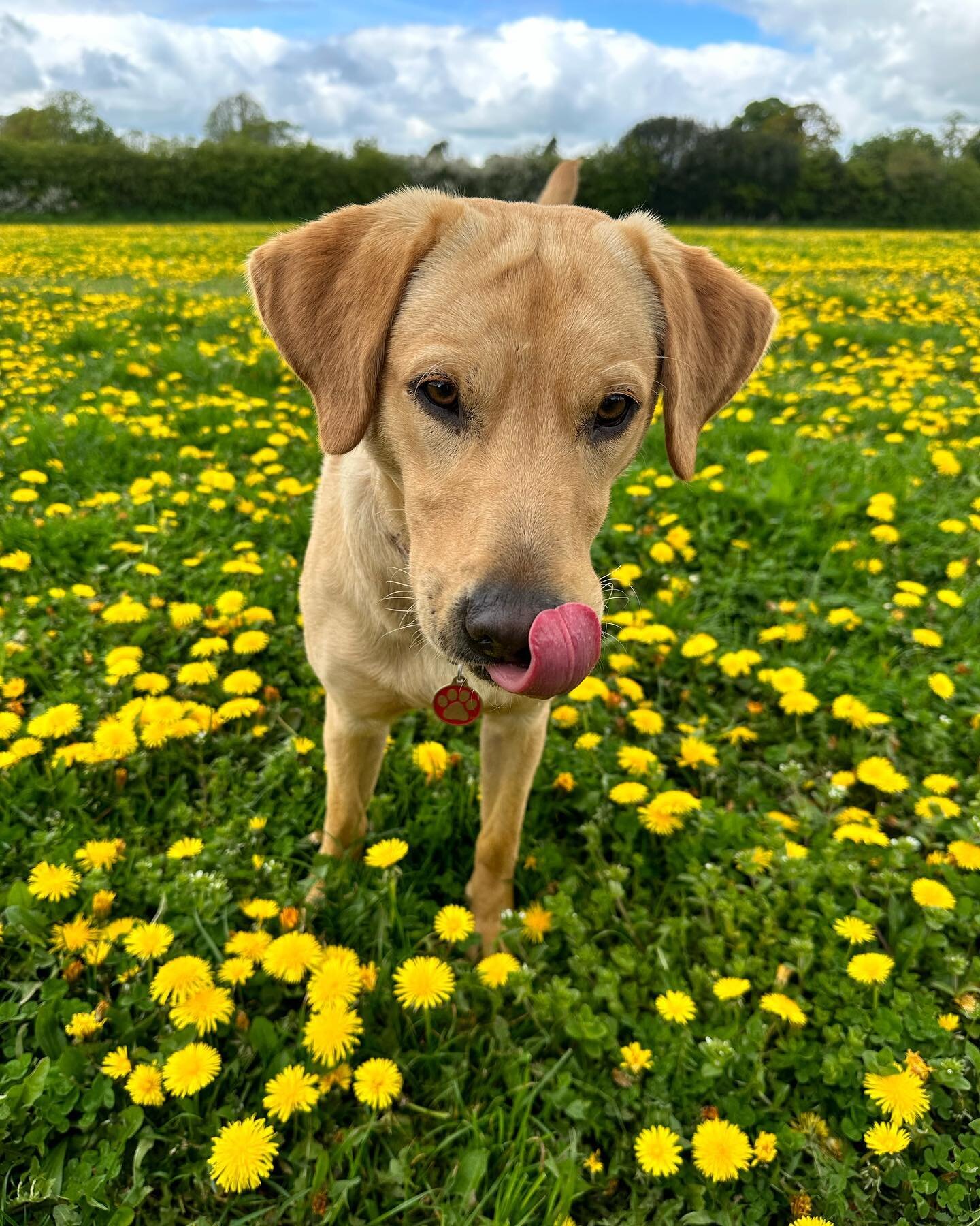 Happy bank holiday! Busby (who turns one this month &ndash; how did that happen?!) had a lovely run at #ryecroftmeadow @ryecroftmeadow 💛🌼🐝🌳