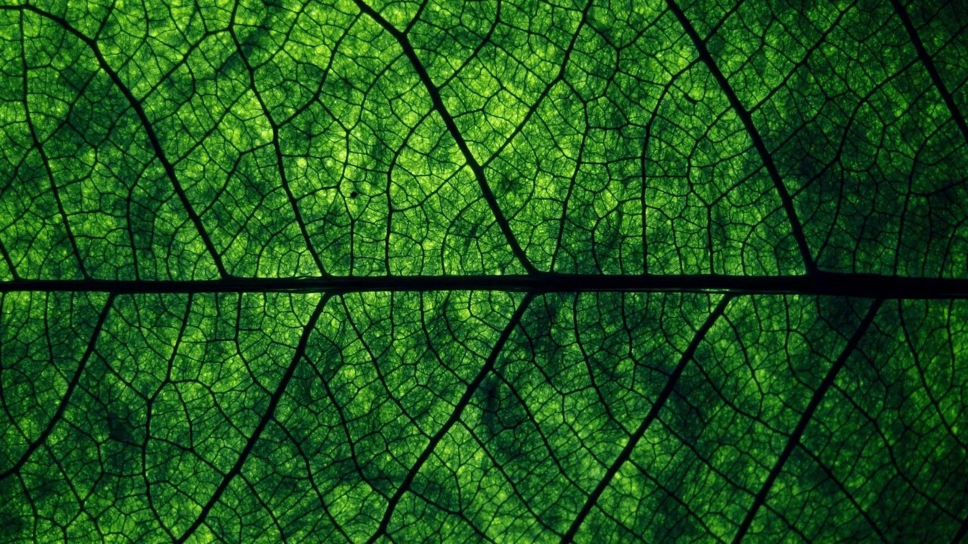 dark leaf.jpg