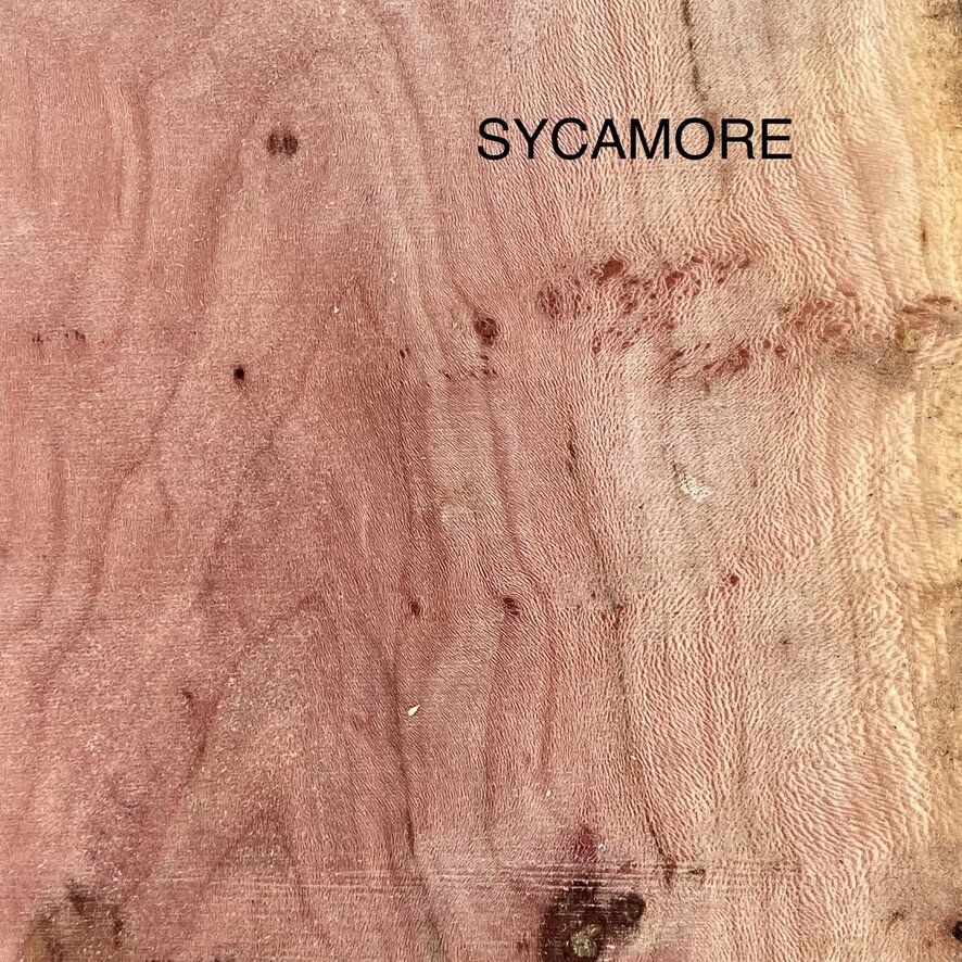 Sycamore