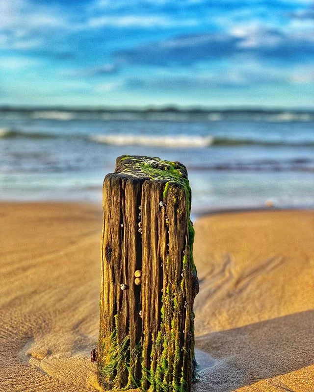 Battered and Seaworn. #wildwingmedia #shotoniphone