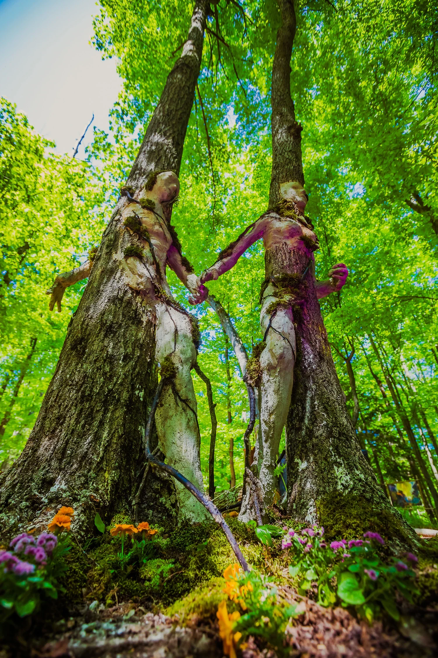 Two tall trees with thick, textured bark and bright green leaves in a forest, viewed from the ground looking upward, with colorful flowers at the base.