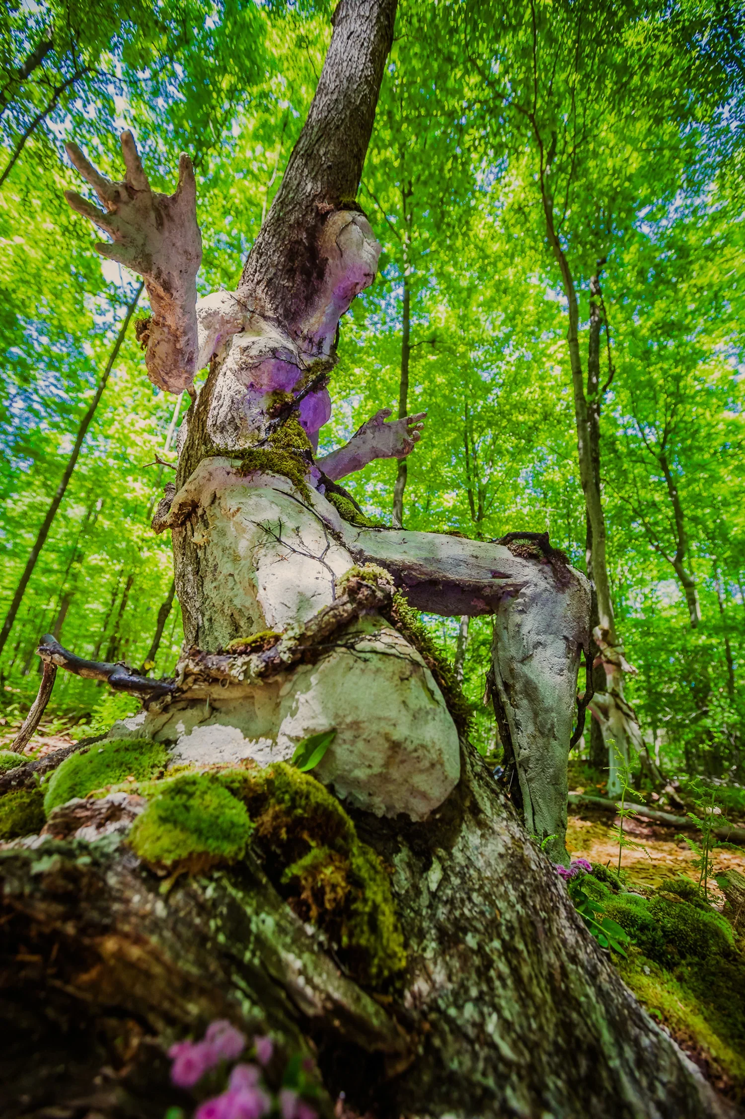 Close-up view of fallen tree trunk in lush green forest, covered with moss and small plants, with a background of tall trees and bright green leaves.