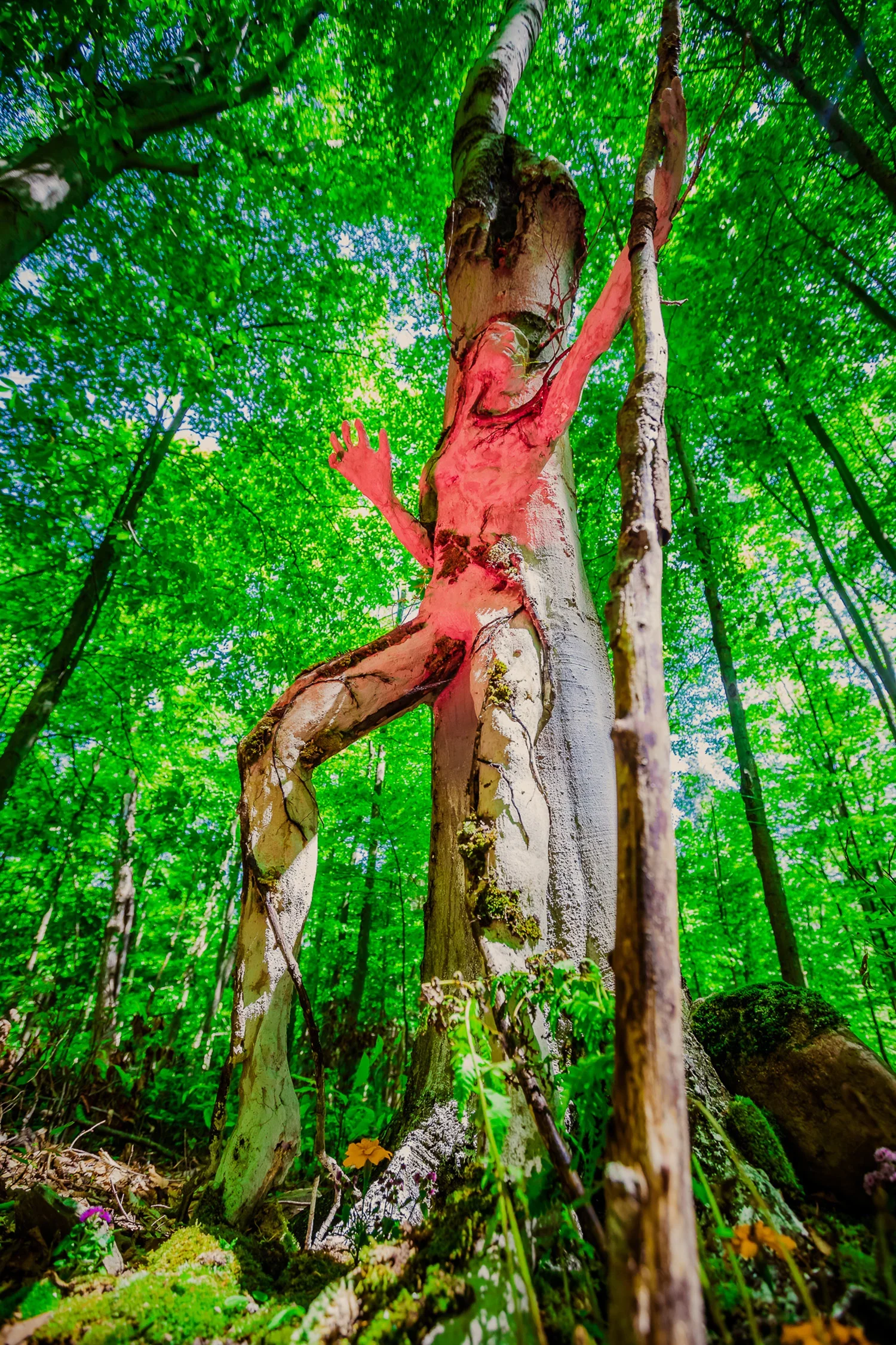 A tall, thin tree with white bark and green moss in a lush forest with dense foliage and sunlight filtering through the leaves.