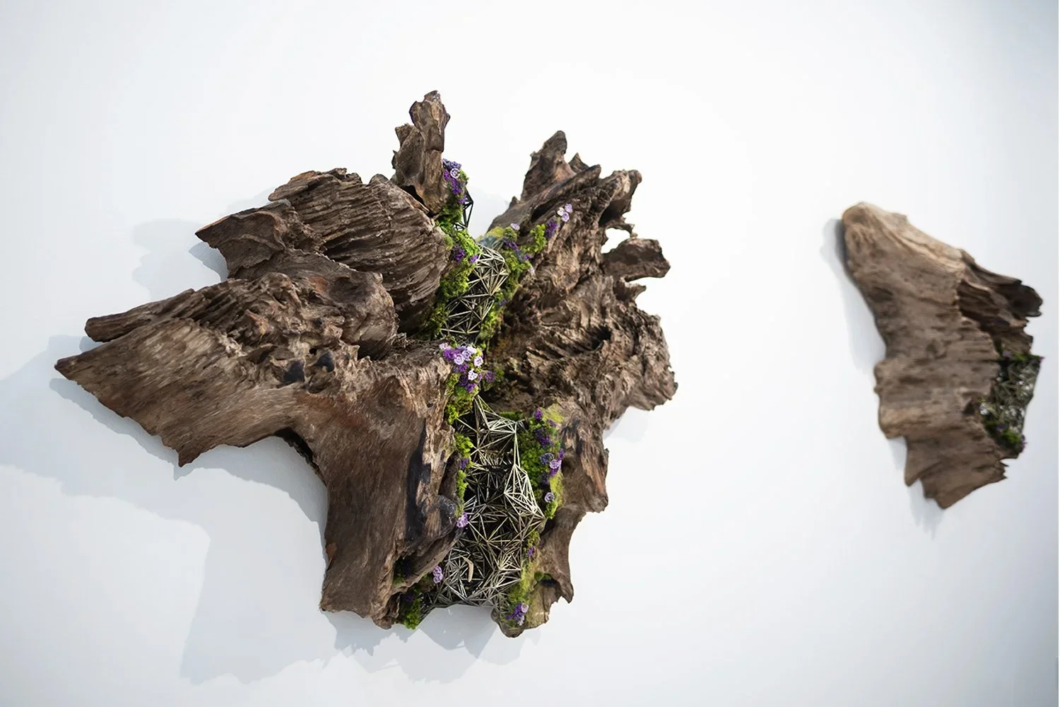 Art installation of a large piece of weathered wood with smaller wood pieces attached, decorated with small purple and green plants, mounted on a white wall.