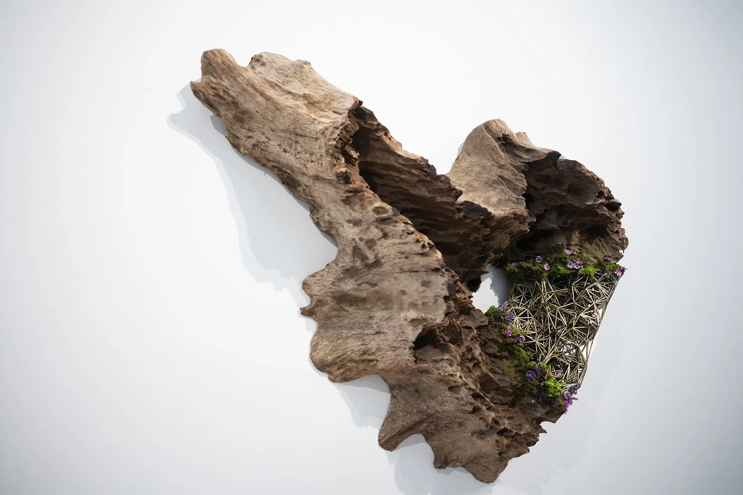 An art installation of a large piece of driftwood with an opening filled with a metal geometric planter containing purple flowers.