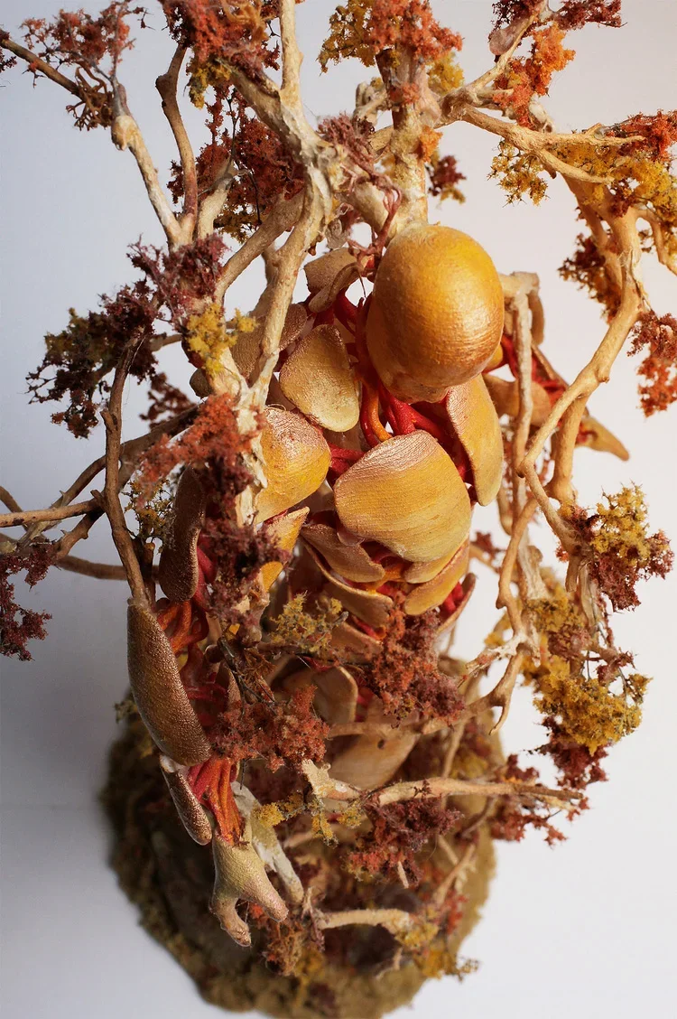 Close-up of a small plant or tree with roots, pods, and dried leaves showing a mix of brown, yellow, and red colors.