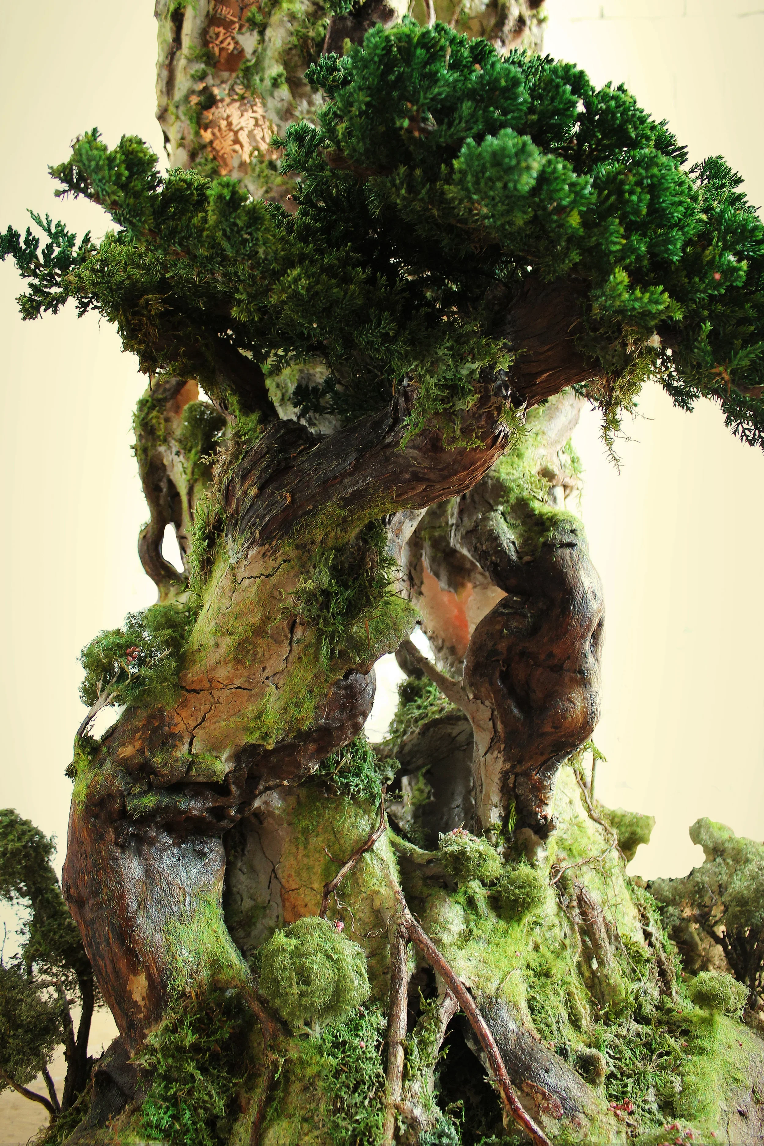 Close-up of a bonsai tree with gnarled bark, lush green foliage, and moss growing on its branches and trunk.
