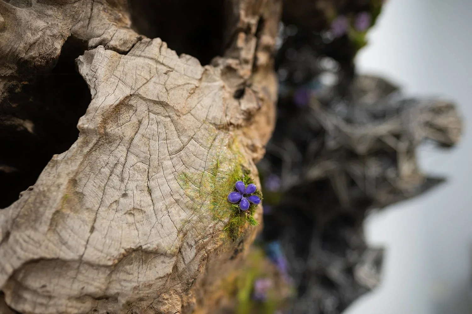 Close-up of a weathered tree log with purple moss flowers growing on it.