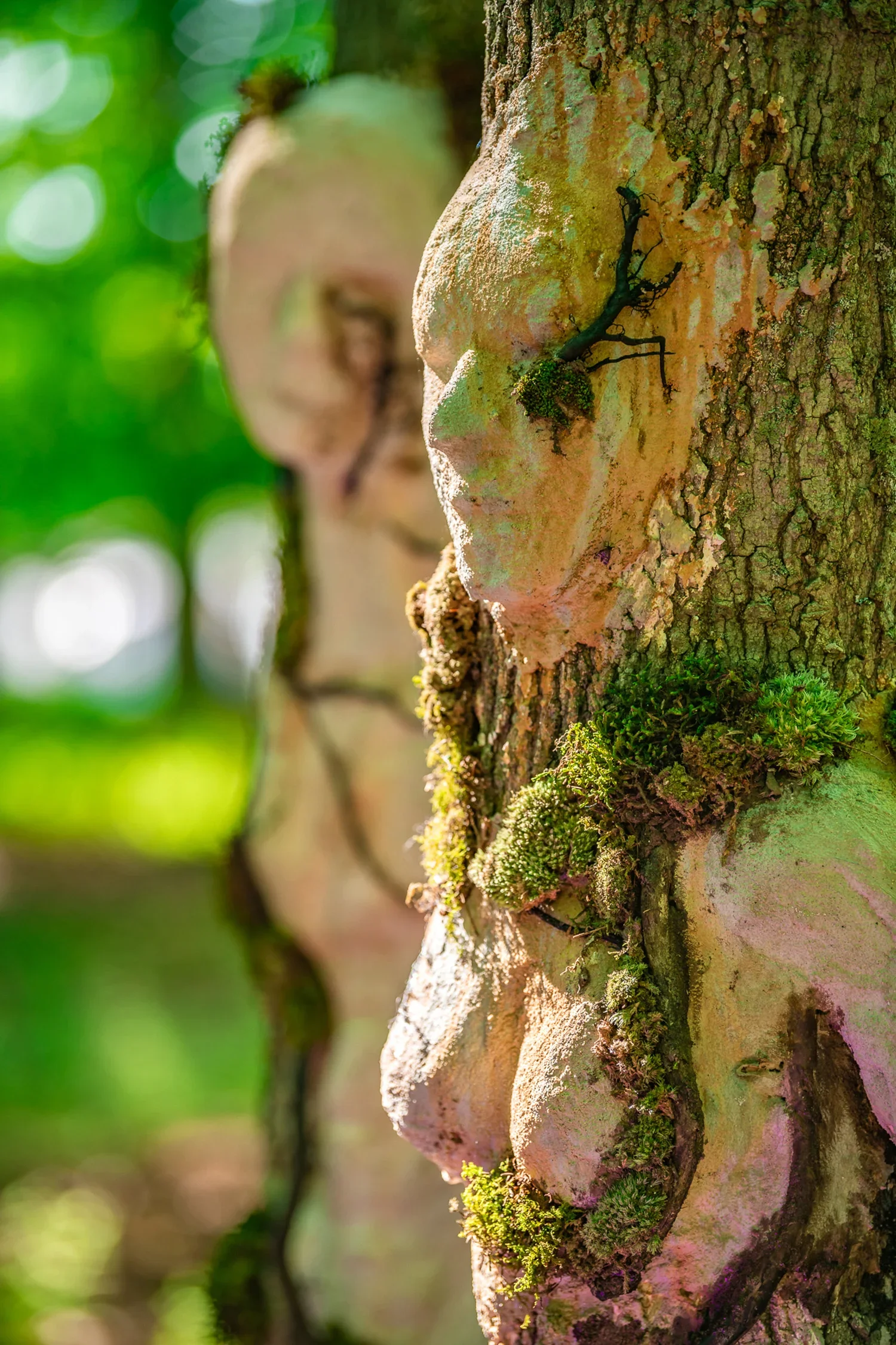 Close-up of a tree with a human face carving in the bark, partially covered with moss and lichen, in a forest setting with blurred green foliage in the background.
