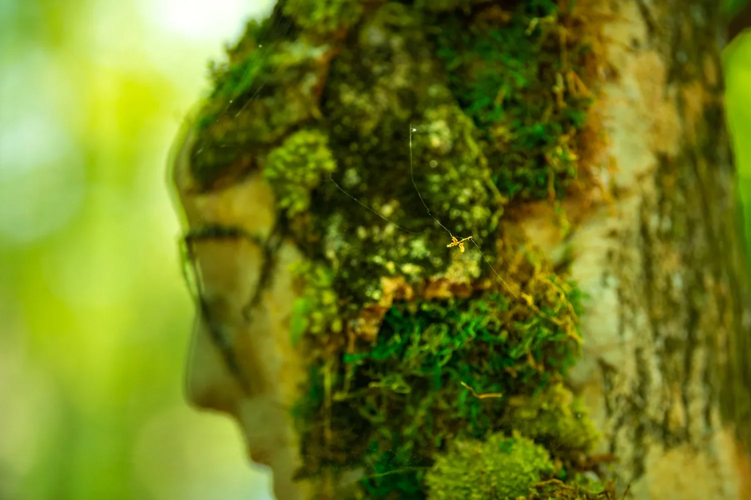 Close-up of a moss-covered tree trunk with a small spider web and tiny moss plants.