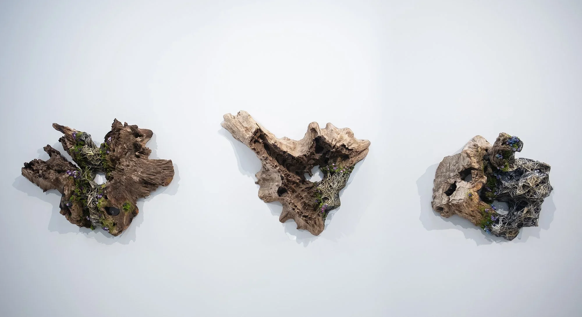 Three pieces of driftwood mounted on a white wall, decorated with small purple flowers, green moss, and intricate geometric wire structures.
