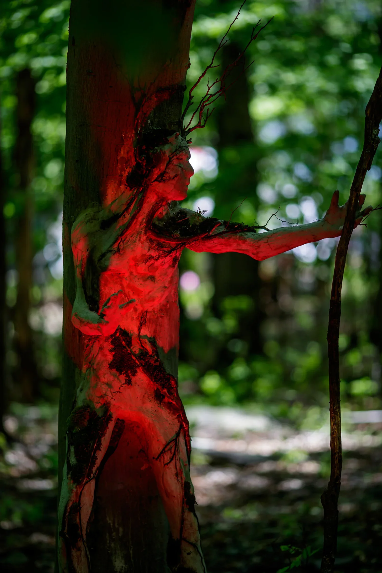 A tree trunk with red light shining on it in a forest.