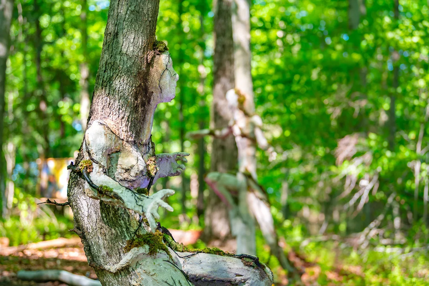 A tree in a forest with a face and arms formed by the bark and moss, blending with the surroundings.