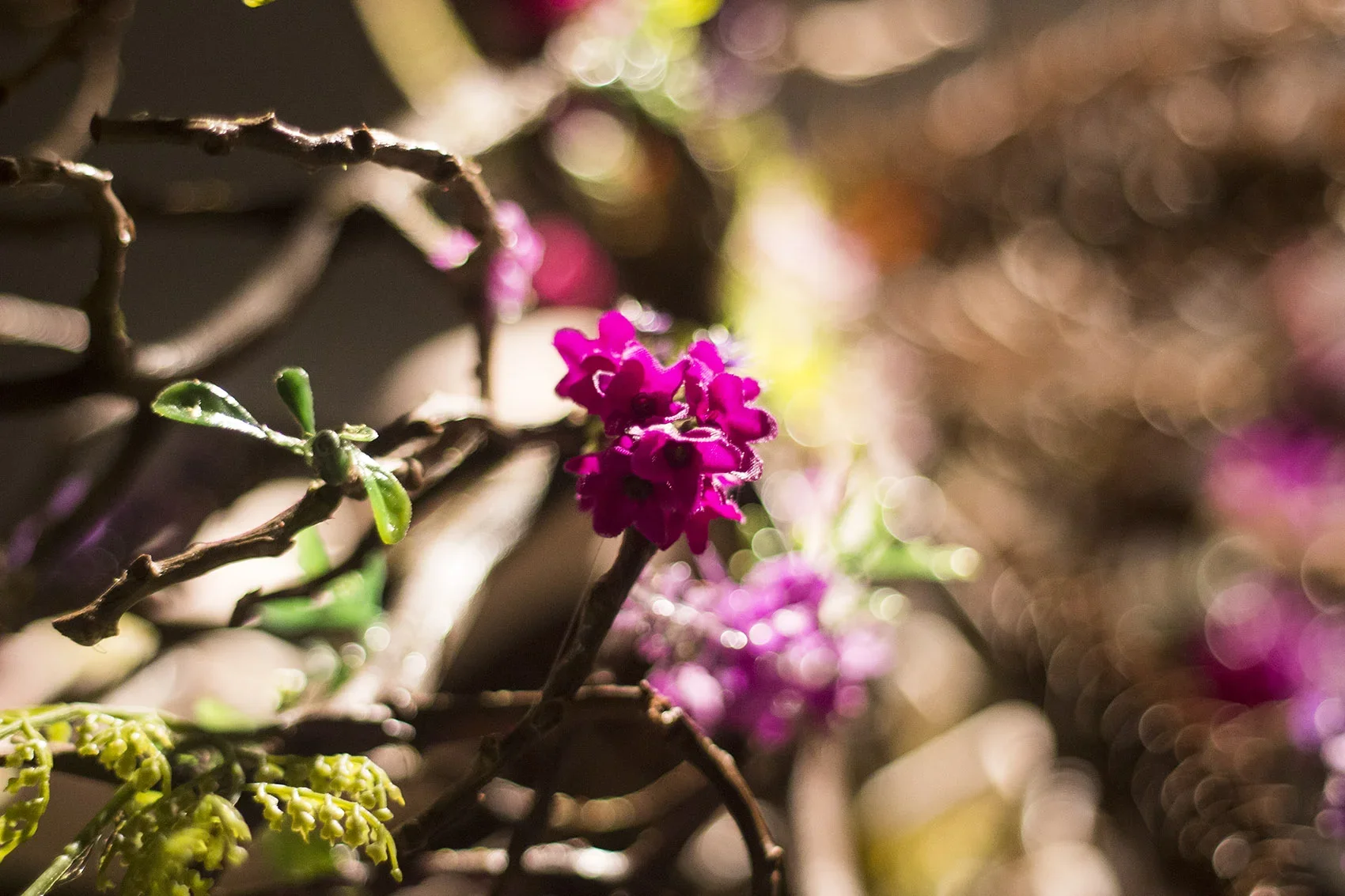 Close-up of pink flowers on a branch with blurred lights and other flowers in background.
