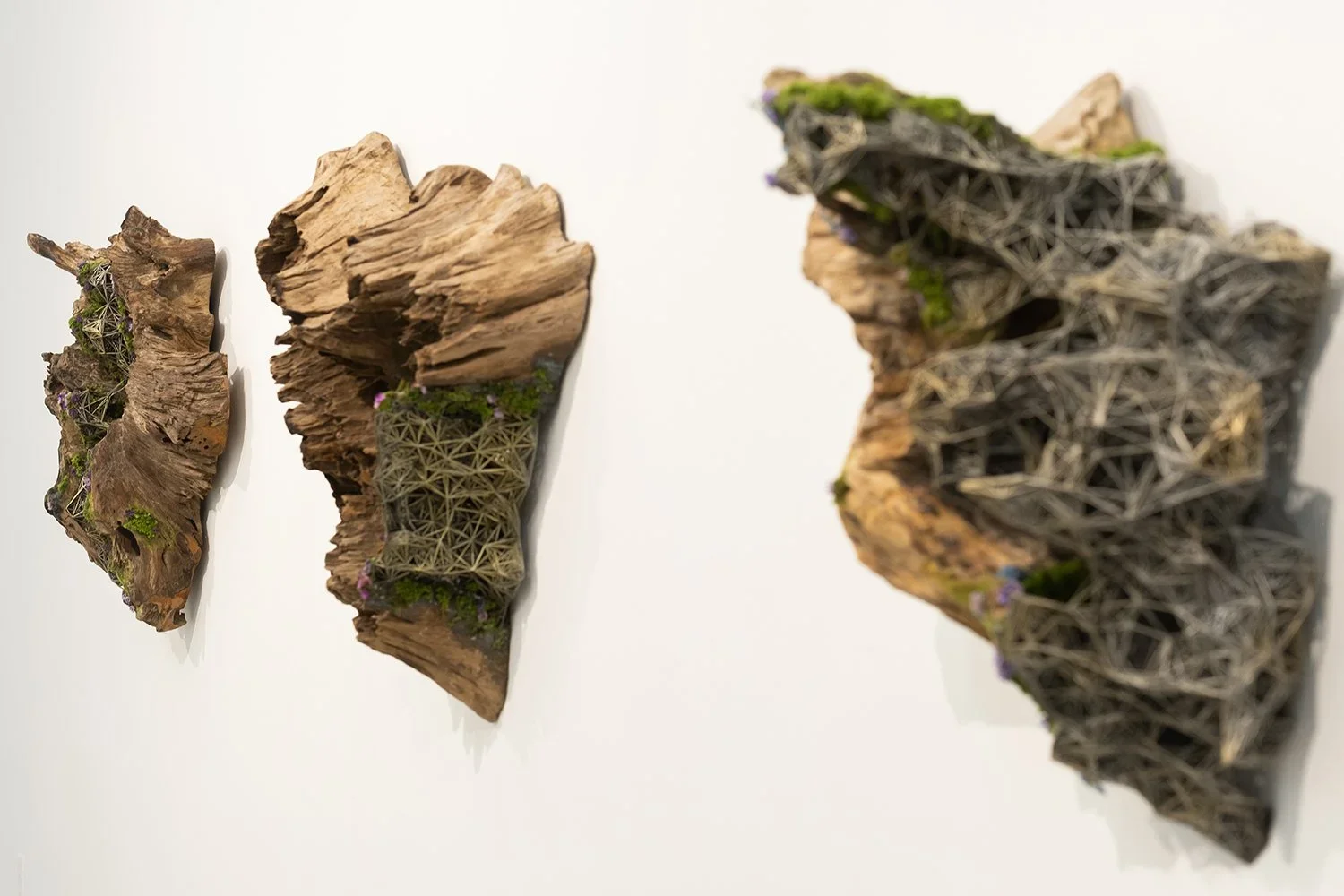 Three pieces of driftwood art with embedded moss and flowers displayed on a white wall.