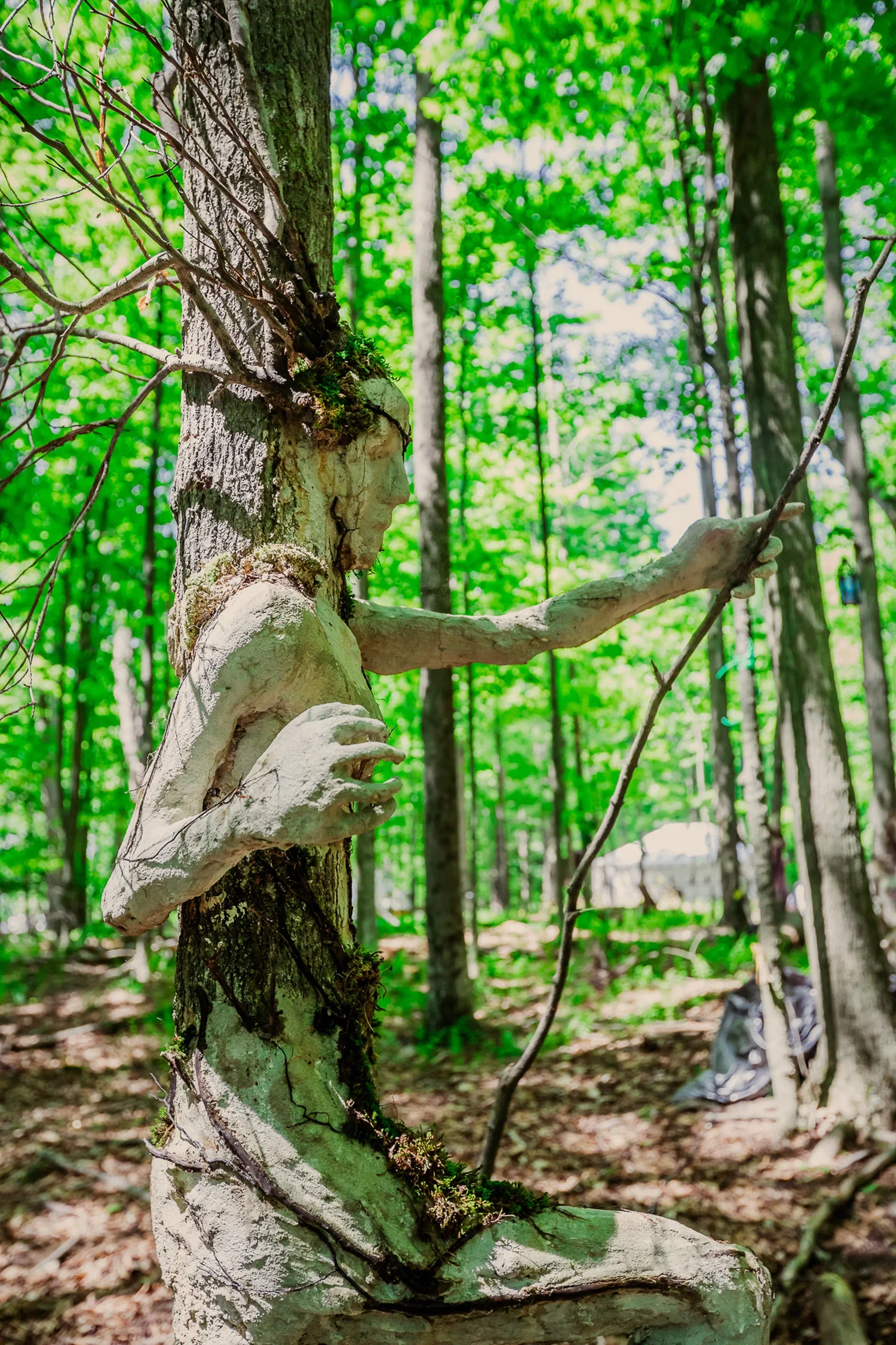 A tree in a forest with a carved face and body resembling a humanoid figure, with branches forming hair and arms.