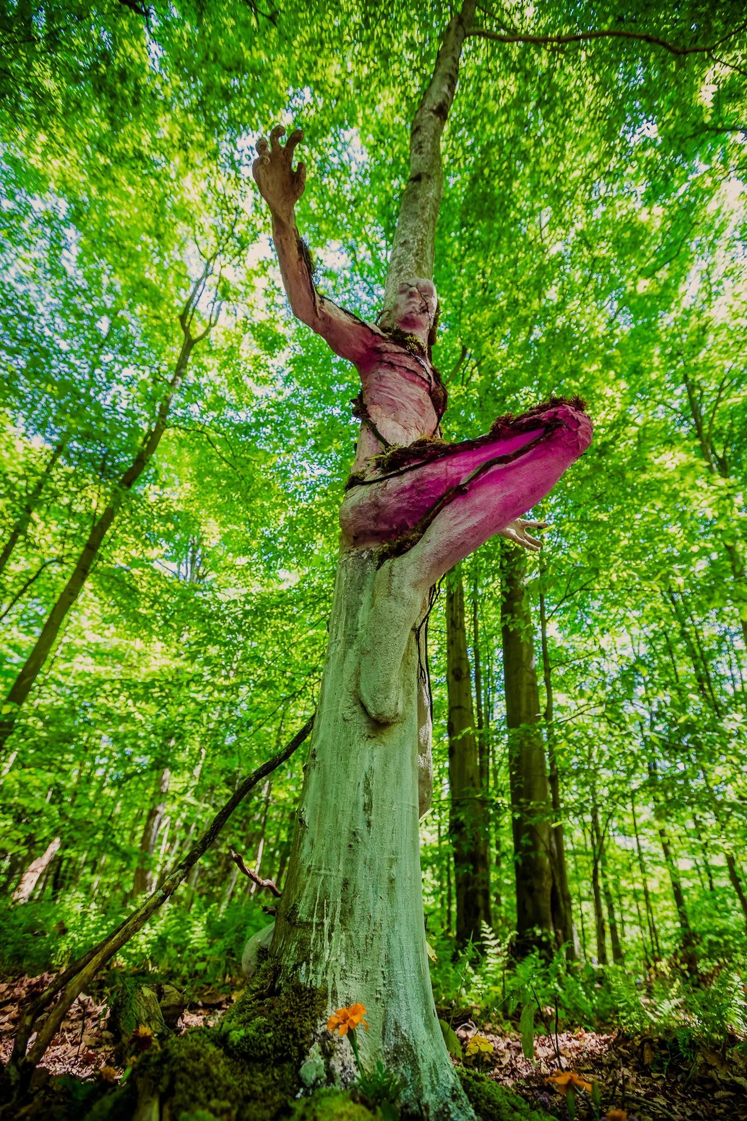 A perspective view from ground level looking up at a tree with a face carved into the trunk, surrounded by a lush green forest canopy.