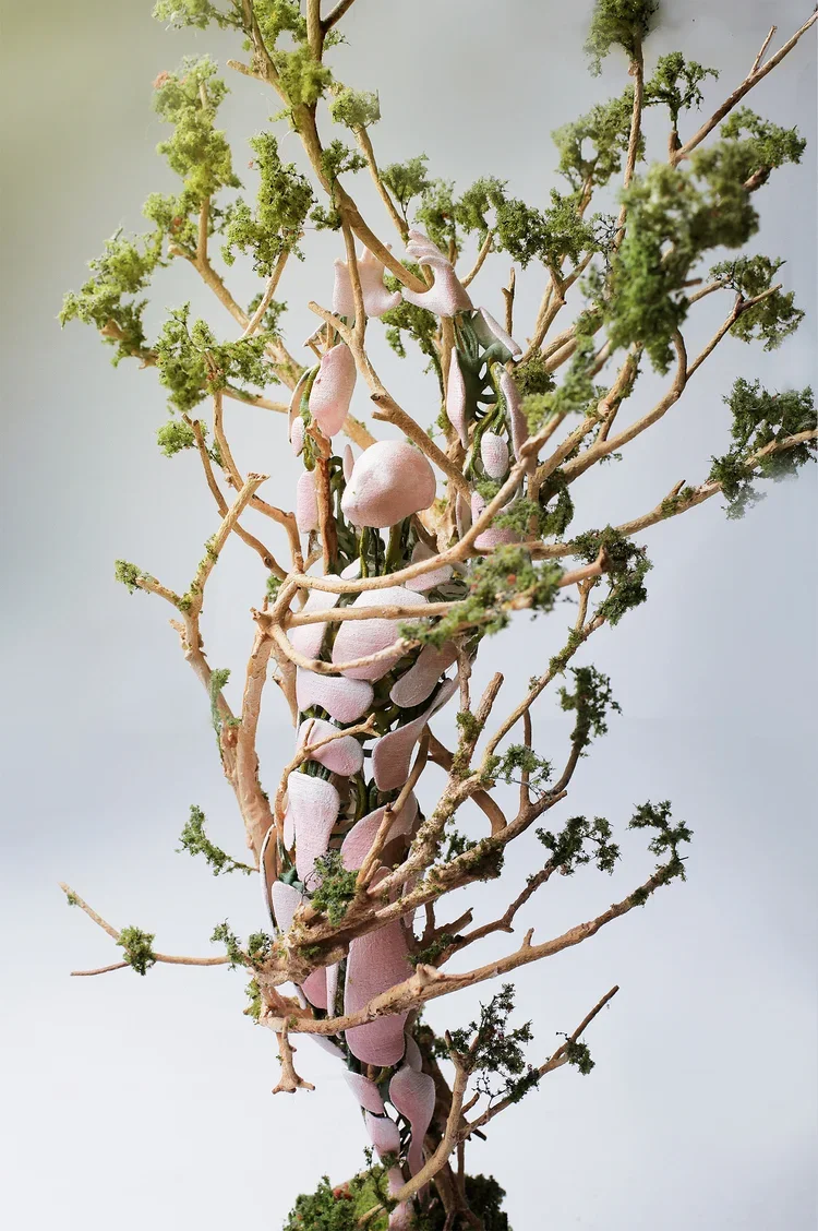 A small plant with irregular, pinkish-white patches on its green leaves and slender, twisted branches.