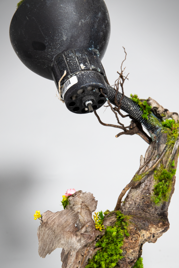 Close-up of a bonsai tree with moss and small flowers, with a black watering can hanging above.