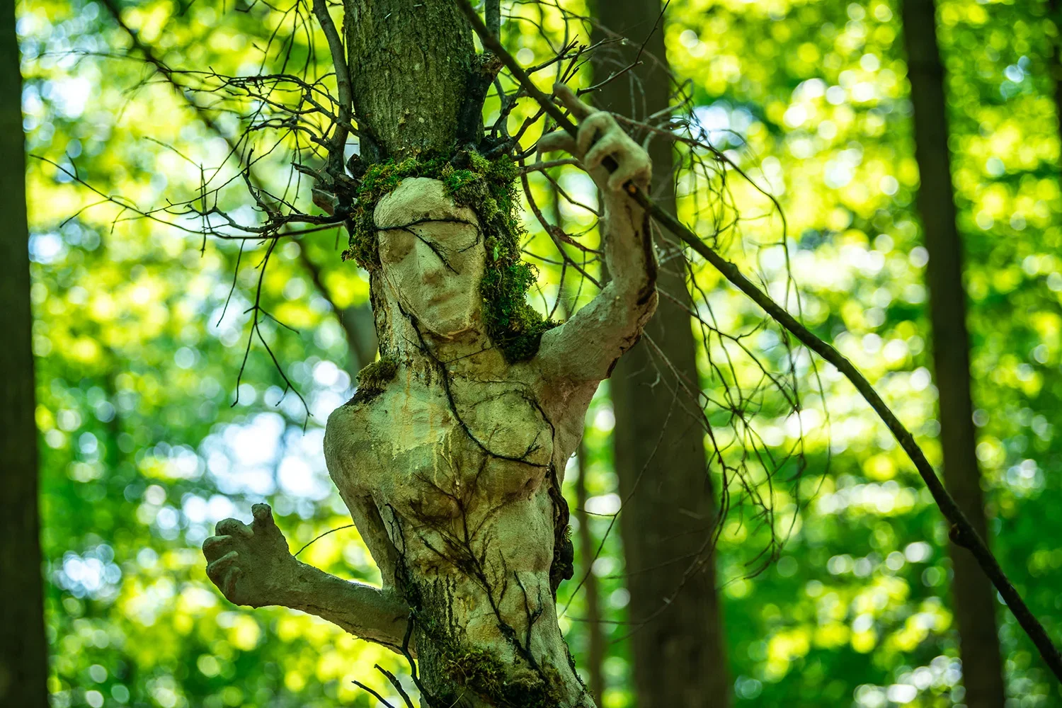 Tree with an artistic face and female form carved into the trunk, surrounded by green forest leaves.