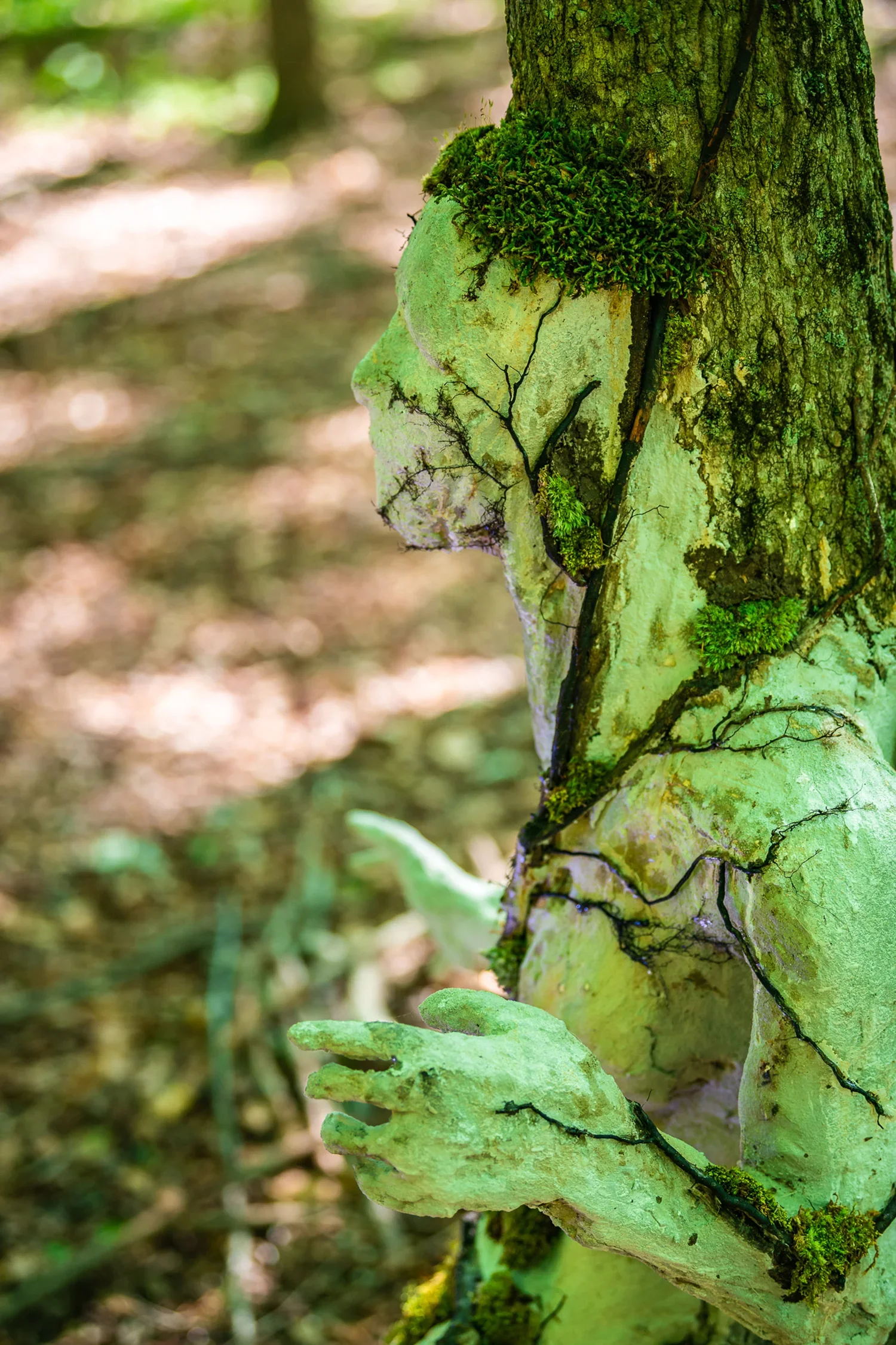Close-up of a tree trunk with green moss and fungi growing on it, in a forest setting.