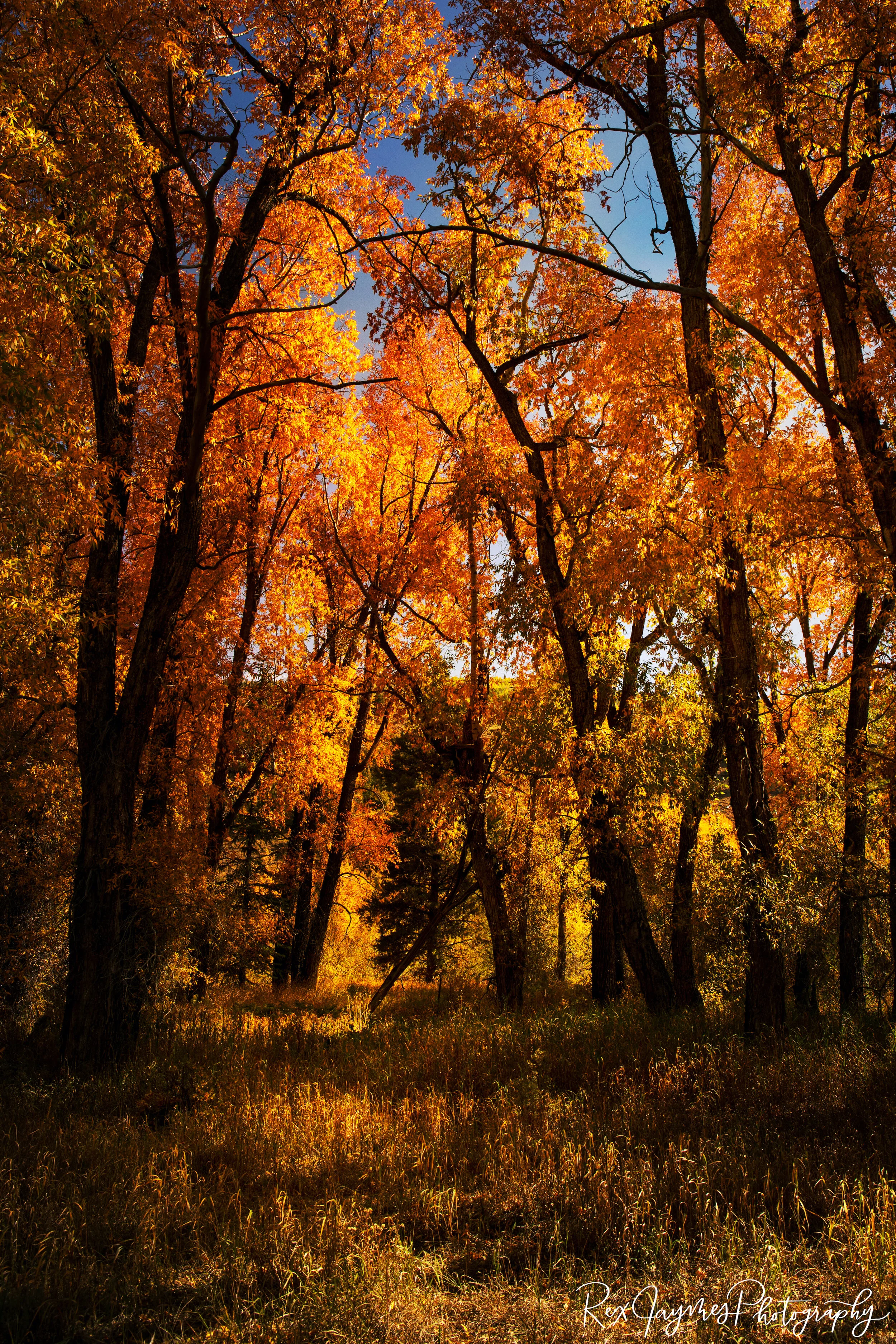 Hopscotch of Color and Light.jpg