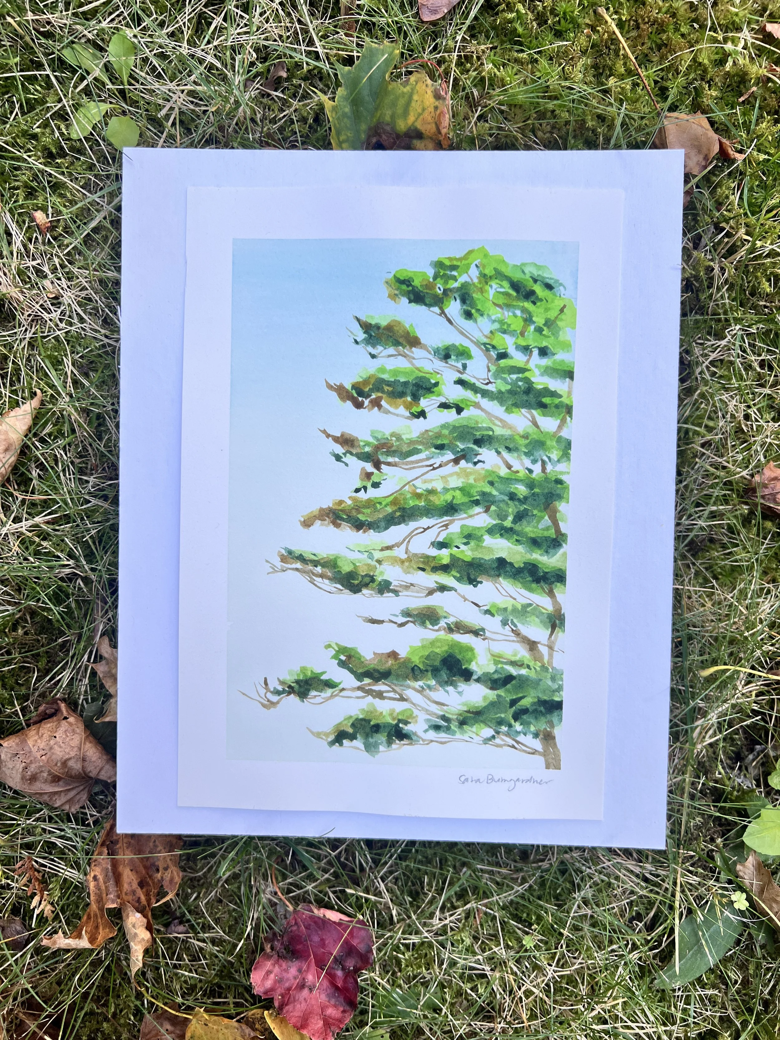 Tree on the Shore Path