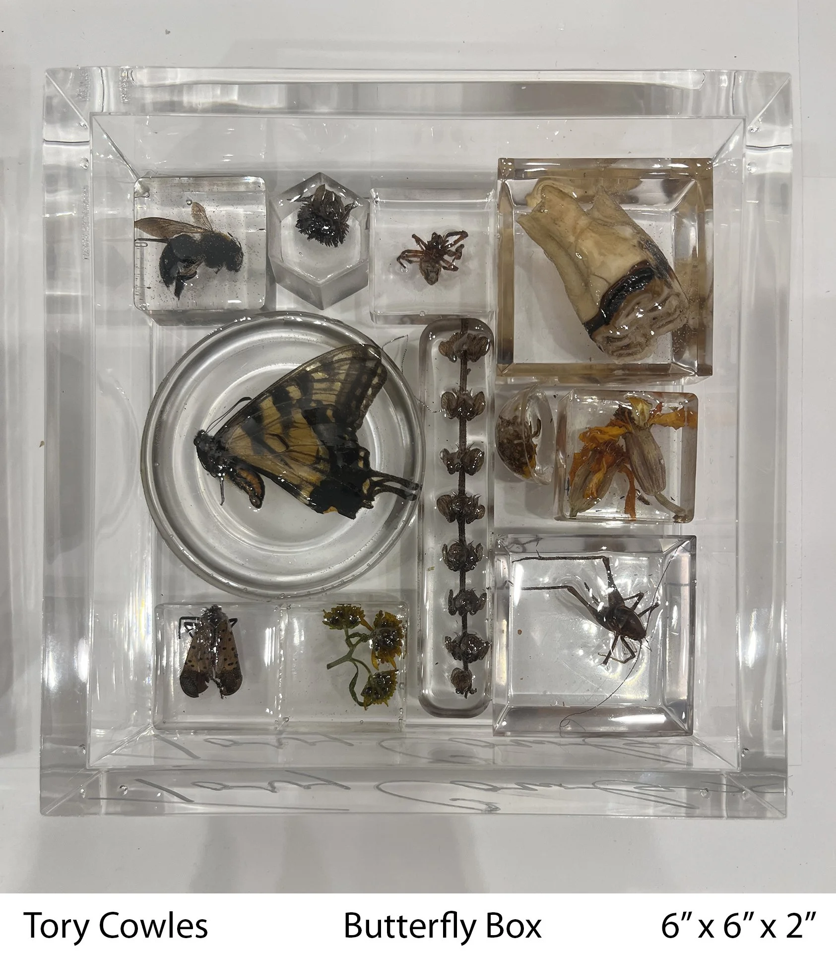 Butterfly box 300p L.jpg