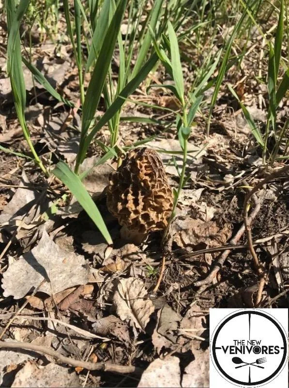 Episode 9 - They seem like fungi(s)