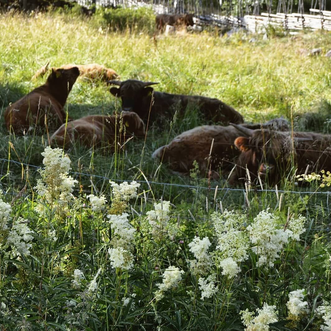 Last photo of Scandinavian highland cattle I promise! 🌿 With powerful gales blowing outside, it'd be nice to sit out in a sunny summer meadow!
.
.
.
.
. 
#sorrynotsorry #nature #travel #scandinavia #cattle #meadow #autumniscoming #liveauthentic #pos