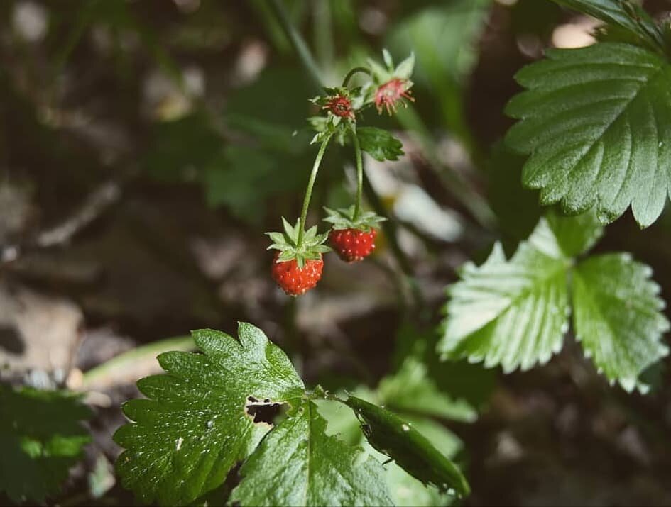 Finding tiny wild strawberries as a 'grown-up' felt the same as it did when I was little - impossible not to imagine fairy folk nearby! 🍓
.
.
.
.
.
#travel #nature #intothewild #woodland #lifeofadventure  #nevergrowup #forest_of_twinkling_fireflies