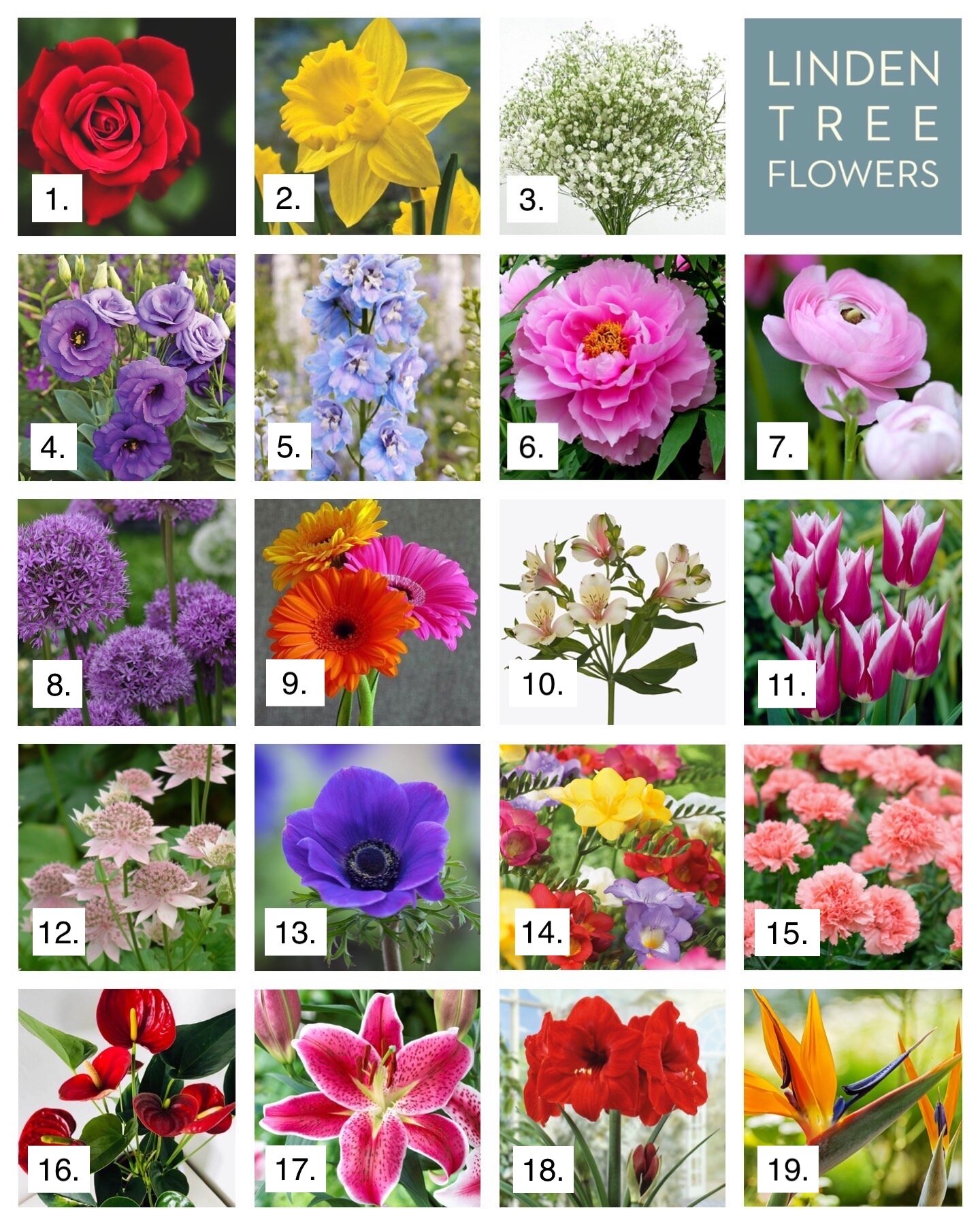 Flower Name Quiz — Linden Tree Flowers
