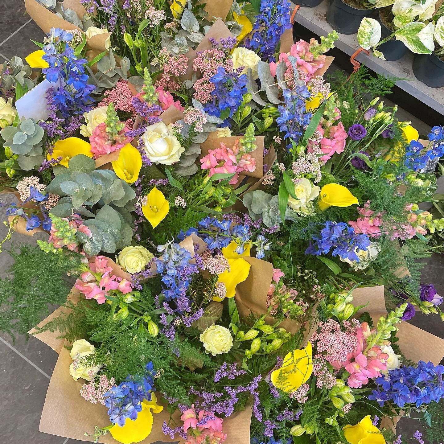 Linden Tree Flowers Same Day Flowers Plants by Post