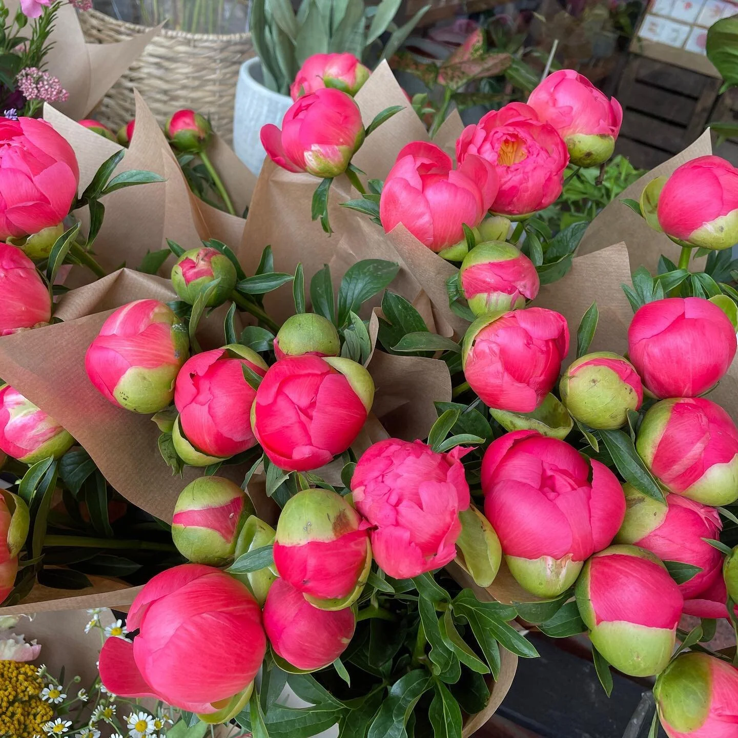 Linden Tree Flowers Same Day Flowers Plants by Post