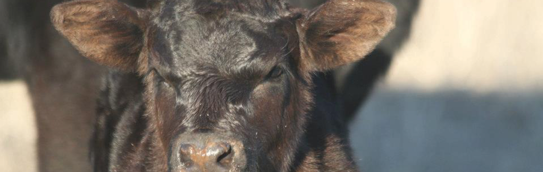 *Products_Footer Cropped_Calf.png